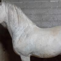 Cavallo andaluso