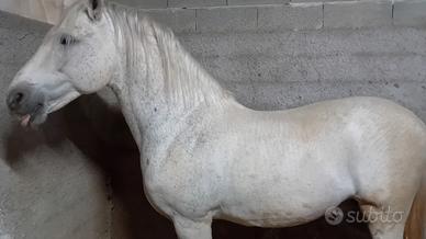 Cavallo andaluso