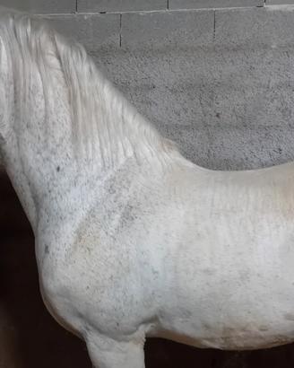 Cavallo andaluso