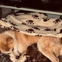 Cuccioli akita con pedigree