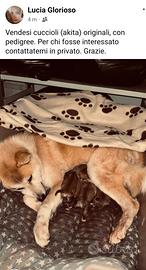 Cuccioli akita con pedigree