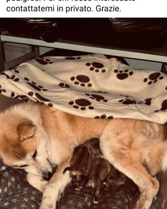 Cuccioli akita
