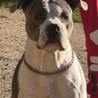 American Bully femmina adozione gratuita