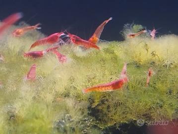 gamberetti salmastri halocaridina rubra opae ula