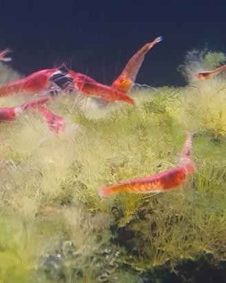 gamberetti salmastri halocaridina rubra opae ula