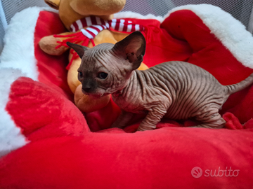 Sphynx con pedigree