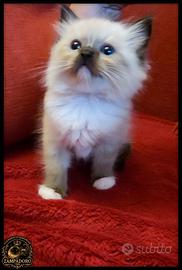 ragdoll cuccioli pedegree fiaf/tica
