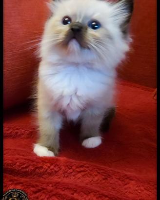 ragdoll cuccioli pedegree fiaf/tica
