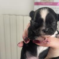 Chihuahua pedigree enci