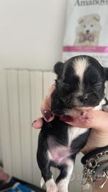 Chihuahua pedigree enci