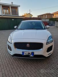 jaguar molto bella