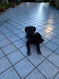 Cuccioli di cani
