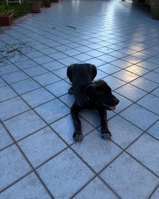 Cuccioli di cani