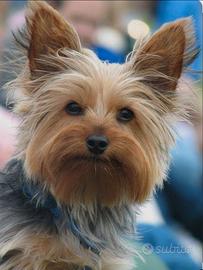 Yorkshire MINY e TOY