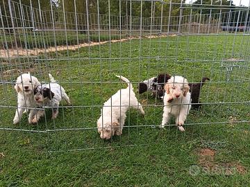 Cuccioli lagotto