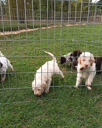 Cuccioli lagotto