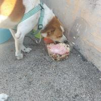 Cagnolino molto buono