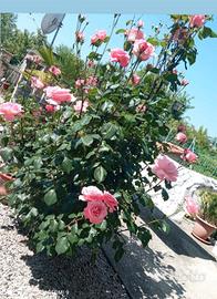 rose da giardino 