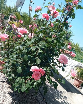 rose da giardino 