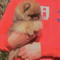 Spitz Nano Selezionato