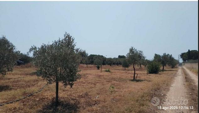 Tribunale di Marsala - RG 66/2025 Terreno in asta - Vista 4