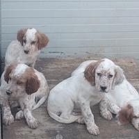 Cuccioli Setter Inglese
