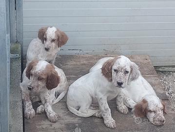 Cuccioli Setter Inglese