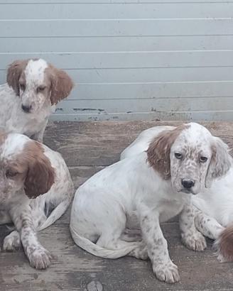 Cuccioli Setter Inglese