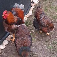 Galline wyandotte