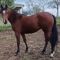 Puledra Quarter Horse 22 mesi