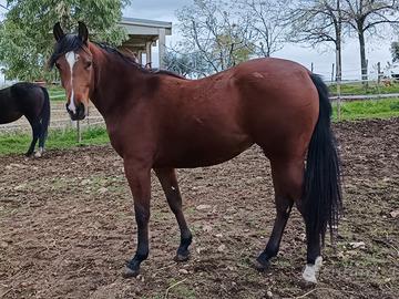 Puledra Quarter Horse 21 mesi