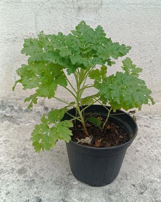 Maresina (erba madre)