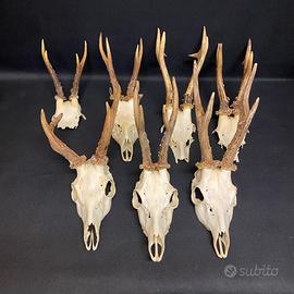 Vari trofei caccia
