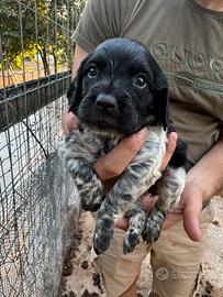 Cuccioli Épagneul Breton