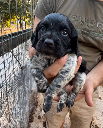 Cuccioli Épagneul Breton
