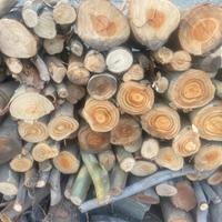 Legna di eucalipto – tagliata in pezzi, Galtelli