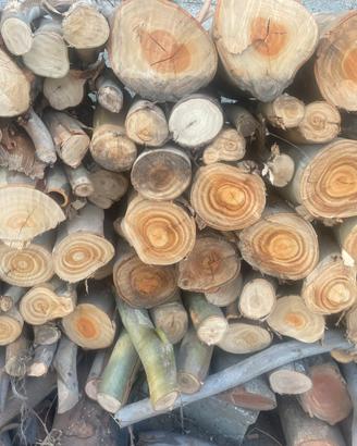 Legna di eucalipto – tagliata in pezzi, Galtelli