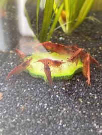 Neocaridine Davidi Red Cherry