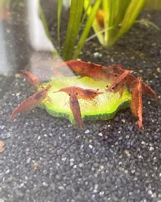 Neocaridine Davidi Red Cherry