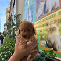 Ottimi barboncini mini da compagnia