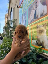 Ottimi barboncini mini da compagnia