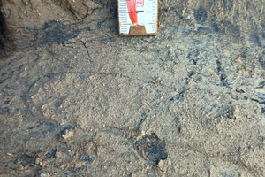 Pneumatici per trattore 16.9/28