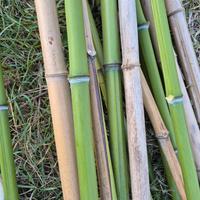 Canne di bambù