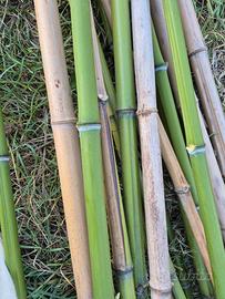 Canne di bambù