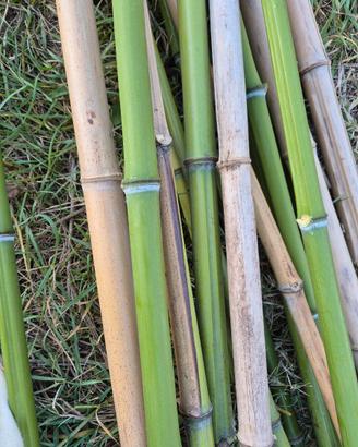 Canne di bambù