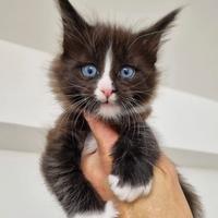 Gatti di razza Mainecoon