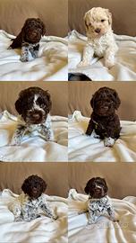 Lagotto Romagnolo
