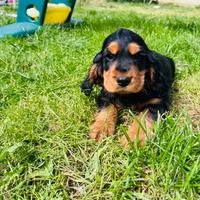 Cucciolo di cocker spaniel inglese