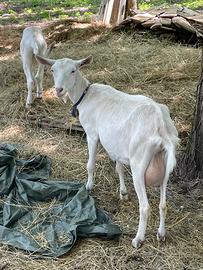 Capra saanen di 1,5 anni