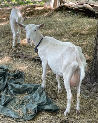 Capra saanen di 1,5 anni